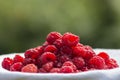 Raspberry basket / raspberry bush branch / growing raspberries Royalty Free Stock Photo