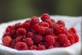 Raspberry basket / raspberry bush branch / growing raspberries Royalty Free Stock Photo