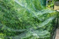 Raspberry bed is covered with a protective net from birds. protection of berry crops in the garden Royalty Free Stock Photo