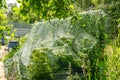 Raspberry bed is covered with a protective net from birds. protection of berry crops in the garden Royalty Free Stock Photo