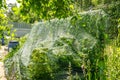 Raspberry bed is covered with a protective net from birds. protection of berry crops in the garden