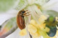 Raspberry Beetle (Byturus ochraceus), on a flower of apple tree