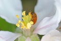 Raspberry Beetle (Byturus ochraceus), on a flower of apple tree Royalty Free Stock Photo