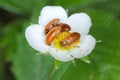 Raspberry beetle Byturus tomentosus. It is a beetles from fruit worm family Byturidae a major pest raspberry, blackberry and other