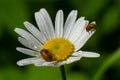 Raspberry beetle, Byturus tomentosus, on a chamomile flower. These are beetles from the fruit worm family Byturidae, the