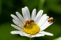 Raspberry beetle, Byturus tomentosus, on a chamomile flower. These are beetles from the fruit worm family Byturidae, the