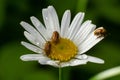 Raspberry beetle, Byturus tomentosus, on a chamomile flower. These are beetles from the fruit worm family Byturidae, the