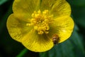 Raspberry beetle, Byturus tomentosus, on flower. These are beetles from the fruit worm family Byturidae, the main pest that