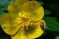 Raspberry beetle, Byturus tomentosus, on flower. These are beetles from the fruit worm family Byturidae, the main pest that Royalty Free Stock Photo