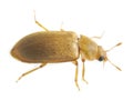 Raspberry beetle, Byturus tomentosus isolated on white background Royalty Free Stock Photo
