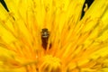 Raspberry beetle Byturus tomentosus sits in the middle of yellow dandelion flower petals