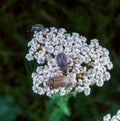 The raspberry beetle (Byturus tomentosus), two beetles eat pollen on white flowers