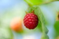 Red raspberry on the branch with green leafs