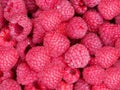 Raspberry berries Royalty Free Stock Photo
