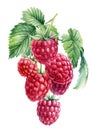 Raspberry berries on a branch, isolated white background. Watercolor botanical illustration Royalty Free Stock Photo