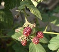 Raspberry berries on the branches in the garden. Summer garden. Life in the provinces.
