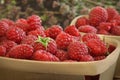 Raspberry berries close-up Royalty Free Stock Photo