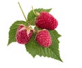 Raspberry berries with green leaf. Healthy food fresh fruit, iso