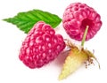 Raspberry berries with green leaf healthy food Royalty Free Stock Photo