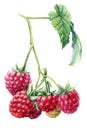 Raspberry berries on an isolated white background. Watercolor botanical illustration Royalty Free Stock Photo