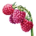 Raspberry berries on an isolated white background. Watercolor botanical illustration Royalty Free Stock Photo