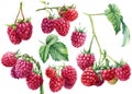 Raspberry berries on an isolated white background. Watercolor botanical illustration