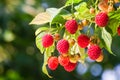 Raspberry berries are lit by the sun on the branches in the garden Royalty Free Stock Photo