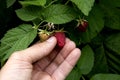 Raspberry berries