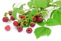 Raspberry berries on a white background