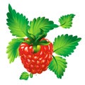 Raspberry berry