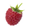 1 raspberry berry as package design element