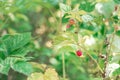 Raspberry berry on a branch of a green Bush. blurred background, blur. macro. wild raspberries, organic raspberries Royalty Free Stock Photo