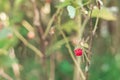 Raspberry berry on a branch of a green Bush. blurred background, blur. macro. wild raspberries, organic raspberries Royalty Free Stock Photo