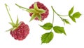 Raspberry berry with branch and green leaf set isolated on white background Royalty Free Stock Photo