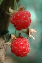 Raspberry berry close-up