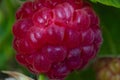 Raspberry berry close-up in the garden hanging on a bush branch in warm sunny weather Royalty Free Stock Photo