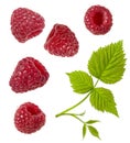 Raspberry berry isolated. Set of red ripe raspberry and green leaf isolated on white background as package detail design, close-up Royalty Free Stock Photo