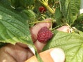 Raspberry on the palm Royalty Free Stock Photo