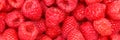 Raspberry berry raspberries berries fruits fruit background panorama