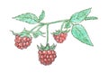 Raspberry berry sketch, garnet