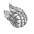 raspberry berry sketch hand drawn vector