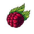 raspberry berry sketch hand drawn vector