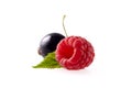 Raspberry and black currant Isolated on White Background Royalty Free Stock Photo