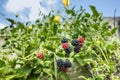 Raspberry blackberry berries in different stages of ripening on vine with green leaves under blue sky