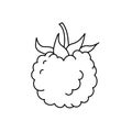 Raspberry or blackberry. Berry sketch. Black line icon. Vector illustration for coloring book