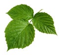 Raspberry or BlackBerry leaf, isolated on white background. Royalty Free Stock Photo