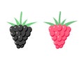 Raspberry and Blackberry plants on white background. Vector illustration. EPS 10