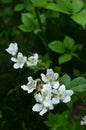 Raspberry blossoms and raspberry leaves