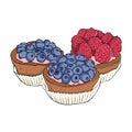 Raspberry and blueberry filled mini pastries. Vector Illustration