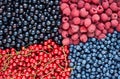 Raspberry, blueberry, red and black currant flat lay mix Royalty Free Stock Photo